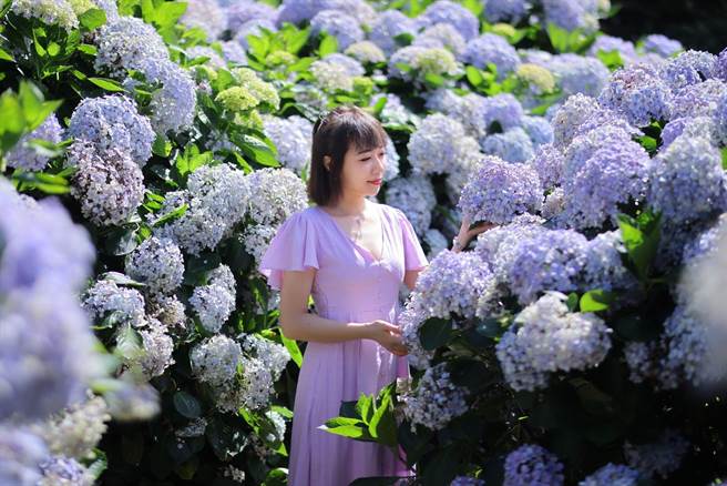 花墙式绣球花海，最大特色是花密集到像身在丛林，走过得拨开绣球花丛。（北市产发局提供／张芷瑜台北传真）