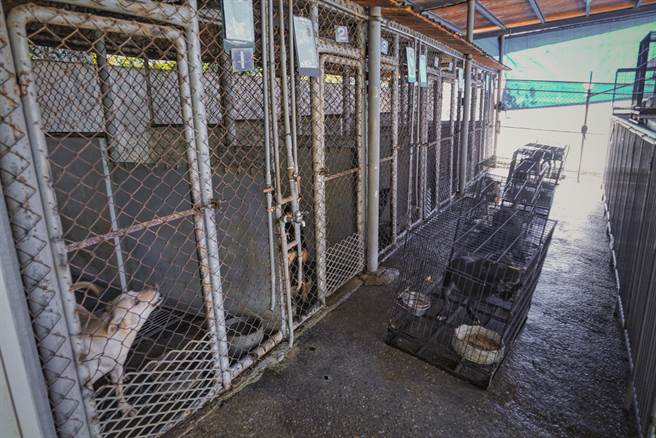 过去民眾想认养浪犬除亲自到访中途之家外，只能透过官网的送养照，但照片昏暗的灯光、冰冷的铁笼丝毫没有温度。(吴建辉摄)