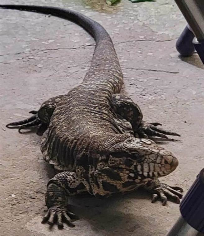 这只金南美蜥蜴闯入嘉义市一处民宅。（读者提供／廖素慧嘉市传真）