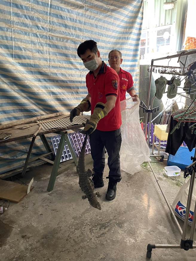 嘉义市政府消防人员，出勤执行急难救助，让金南美蜥蜴脱困回家。（读者提供／廖素慧嘉市传真）