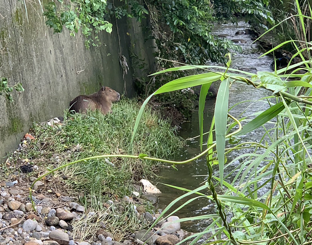 新竹縣2隻寵物水豚逃家 1隻尚未尋獲 新竹縣有民眾飼養的2隻水豚日前偷跑離家，21日已在新豐鄉一處小溪邊成功誘捕一隻，但另一隻還未尋獲，流浪動物珍愛協會呼籲，民眾若有發現水豚行蹤，可通報1999由專業人士處理，勿自行動手捕捉以免遭咬傷。（中央社/流浪動物珍愛協會提供）