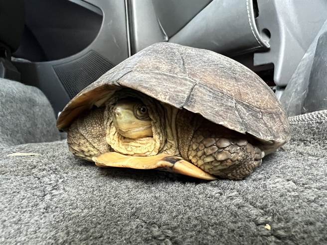 有民眾在新竹市区道路，拾获濒临绝种的一级保育类柴棺龟。（新竹市政府提供／王惠慧新竹传真）