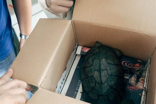 有民眾在新竹市区道路，拾获濒临绝种的一级保育类柴棺龟。（新竹市政府提供／王惠慧新竹传真）