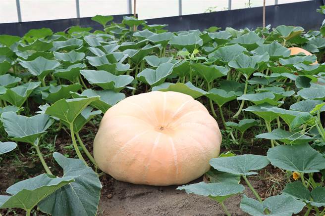 在地社区种植的大南瓜。（苗栗县政府提供／李京升苗栗传真）