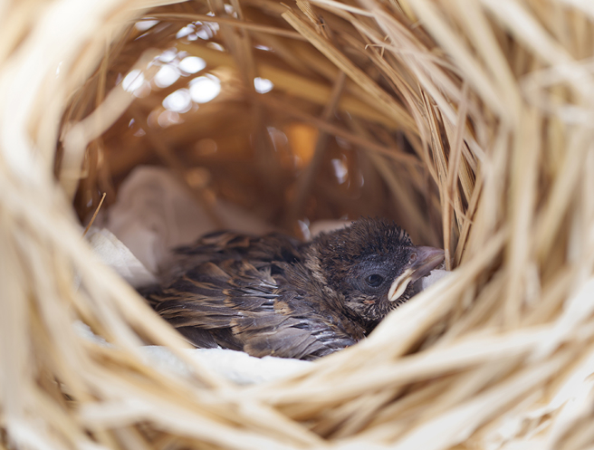 女子发现閒置的冷气口住进麻雀一家三口，惊喜连连。（示意图／达志影像）