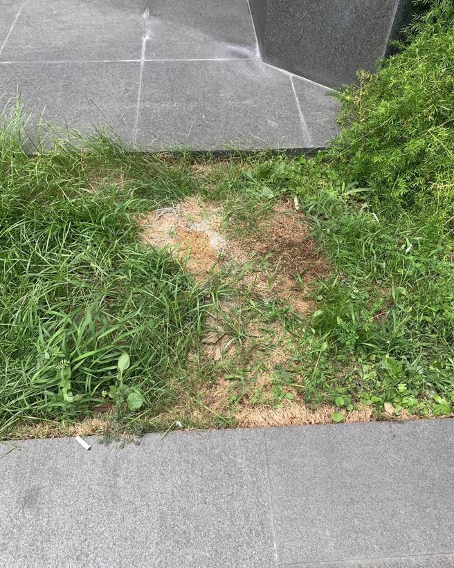 高大成表示5亿高中生坠落倒卧的草坪，居然草都死光了，令他惊讶不已，怀疑遗体血液或呕吐物内有毒物。（翻摄自高大成脸书）