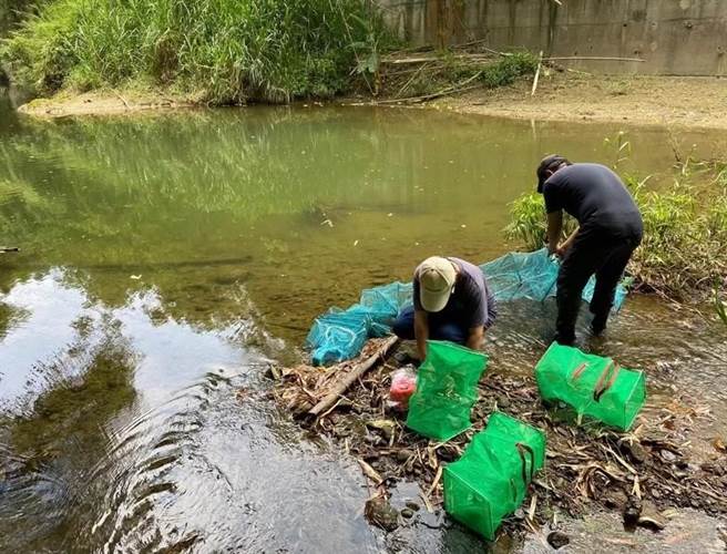 苗栗县后龙溪支流沙河溪、盐水坑溪及南湖溪是濒危野生动物「饭岛氏银鮈」的重要原生栖地。（新竹林管处提供／李京升苗栗传真）