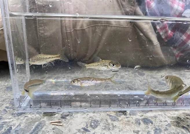 饭岛氏银鮈。（新竹林管处提供／李京升苗栗传真）