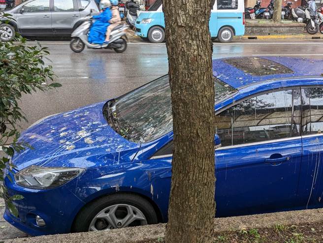 基隆市田寮河畔仁一路上的停车格，常被附近的鹭鸶「空袭」，搞得满车狼籍。（张志康摄）