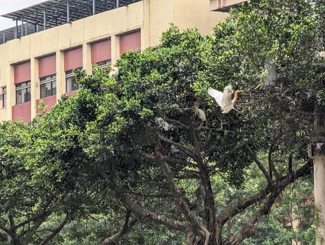 基隆市田寮河畔仁一路上的停车格，常被附近的鹭鸶「空袭」，搞得满车狼籍。（张志康摄）
