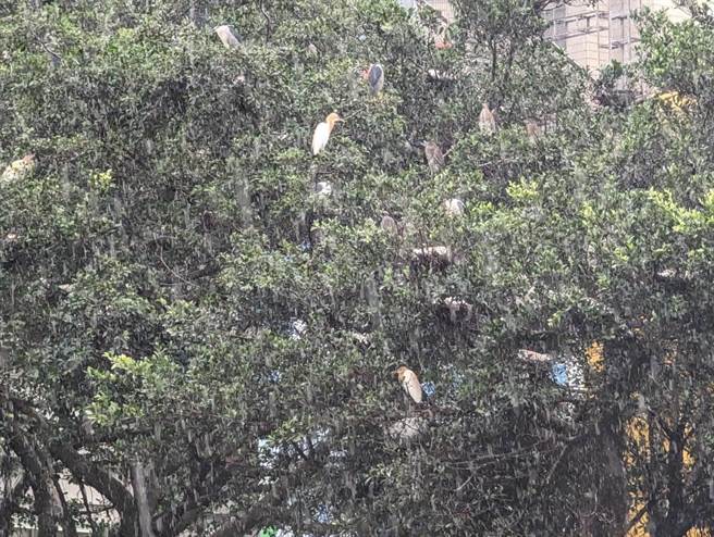 基隆市田寮河畔仁一路上的停车格，常被附近的鹭鸶「空袭」，搞得满车狼籍。（张志康摄）