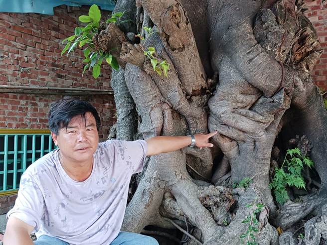 云林县口湖乡「人面雀榕」已有300余年树龄，被敕封为「龙财神榕」。（张朝欣摄）