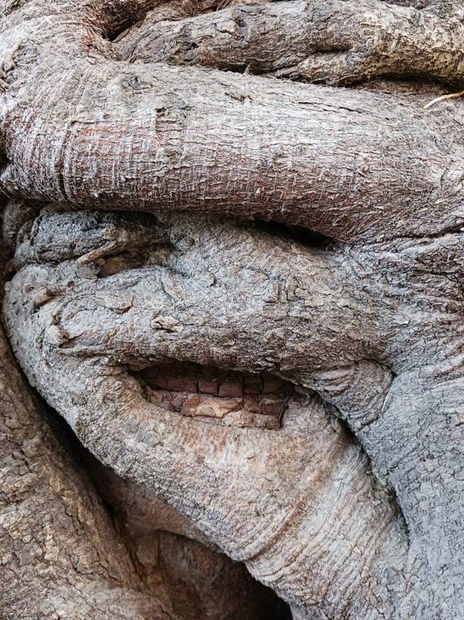 云林县口湖乡「人面雀榕」五官变和蔼，信眾认为是「神榕心情变好了」。（张朝欣摄）