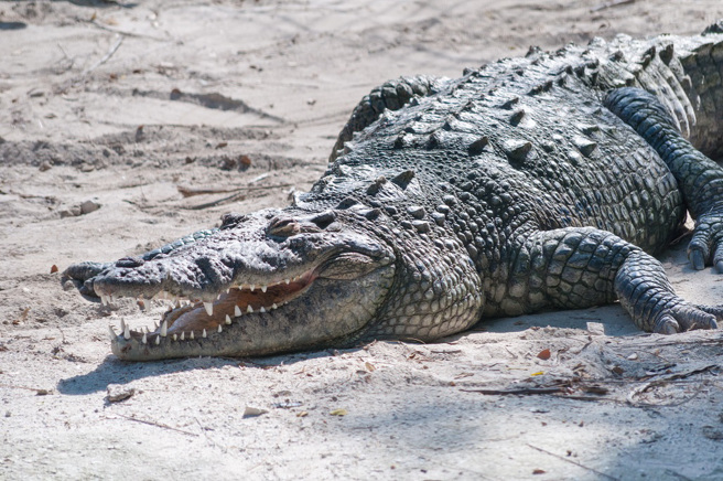美国佛州警方在沙滩上发现一只鱷鱼，靠近查看才惊觉其实只是鱷鱼造型的沙雕。(示意图/达志影像)