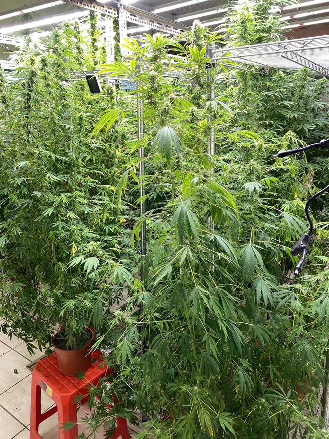 民宅内的大麻植株，多如森林。（翻摄画面）