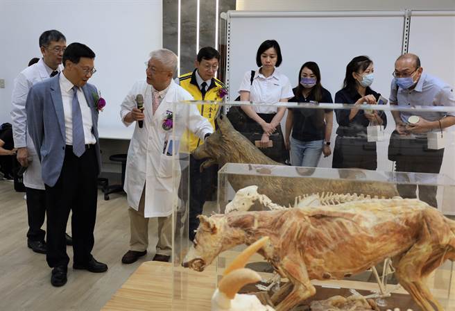 亚大校长蔡进发(左1)，由学士后兽医系主任简基宪(左2)介绍亚大附属兽医院开设中兽医科，且有针灸模型狗等，感到惊奇。（亚洲大学提供／陈淑芬台中传真）