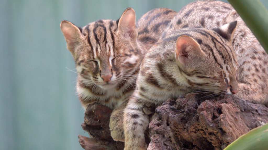 和泰集團台灣原生動物計畫中贊助的石虎兄妹「虎力旺」、「虎力秀」。（和泰提供）