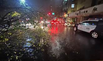 颱風還沒來路樹就先倒15棵？ 議員籲北市府全面盤查