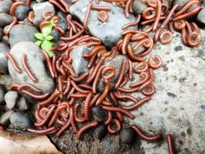 脸书粉专「黑色豪门企业」贴出一段影片，数量庞大的马陆大军突然出现在路上。（示意图，达志提供）