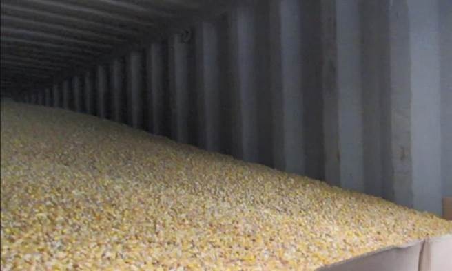 美国玉米今被验出含有呕吐毒素，总计50万公斤产品得依规定办理退运或销毁。（食药署提供）