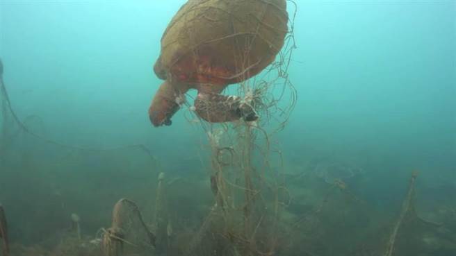 保育类绿蠵龟遭渔网缠绕致死。（京太郎提供。许逸民／澎湖传真）