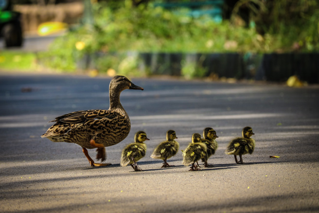 美国一名父亲看到小鸭正在过马路，好心地下车帮忙护送，没想到却被另一名驾驶撞死。(示意图/达志影像)