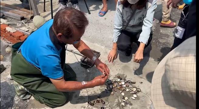 渔民黄良安当着会勘人员的面前走入鱼塭，捞起一把文蛤，10颗有8颗是开口的（死亡）。（周丽兰摄）