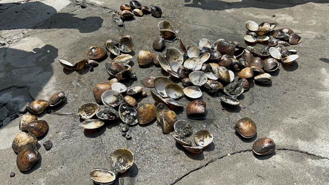 文蛤在池里暴毙，捞起来只有壳。（周丽兰摄）