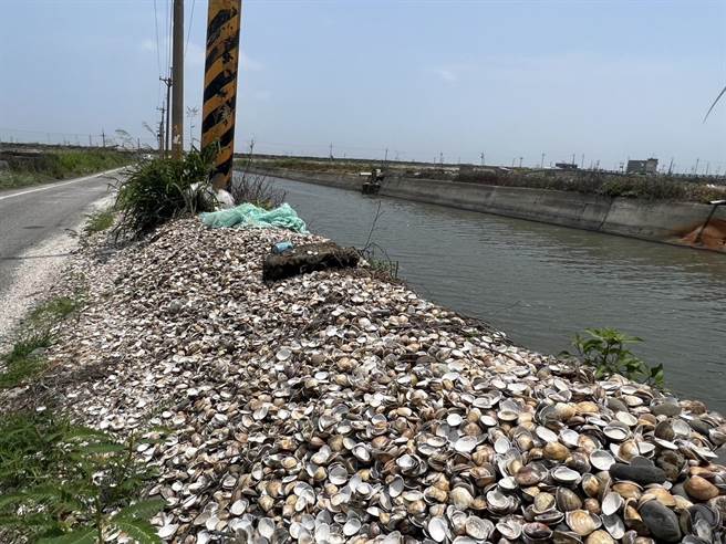 云林县台西乡及口湖乡都传出文蛤暴毙，文蛤壳堆积如山。（周丽兰摄）