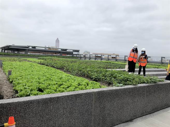 南门市场顶楼设置绿美化空间。（张芷瑜摄）