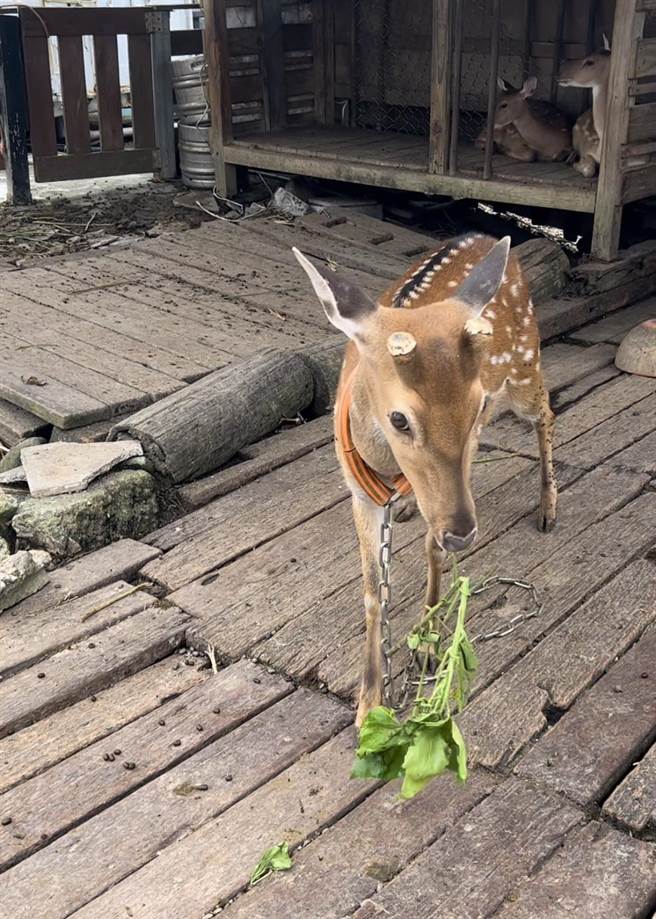 游客日前在绿岛虐待梅花鹿，影片引发民眾挞伐。（台东县政府提供／蔡旻妤台东传真）