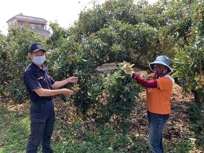 高雄市仁武警分局启动「护荔」专案，偕同高雄市政府警察局保安大队警力加入巡逻守望行列，日夜守护荔农一年下来的辛劳耕作成果。（高雄市警方提供／林雅惠传真）