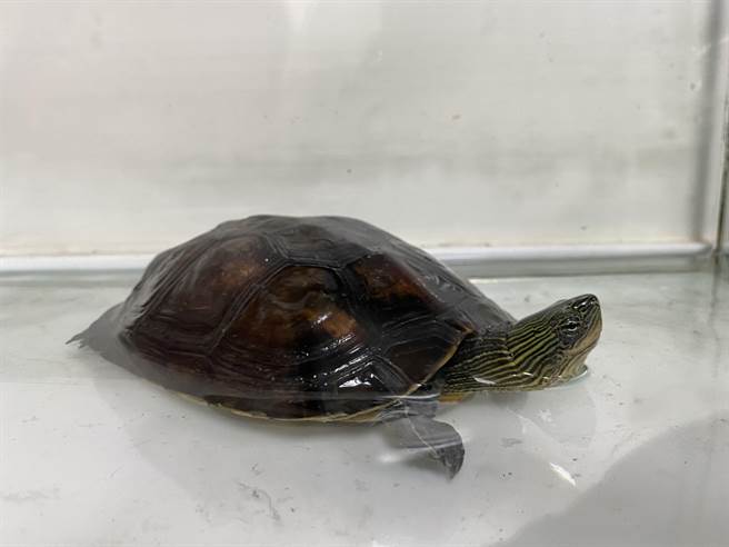 原生种台湾斑龟。（新北市动保处提供）