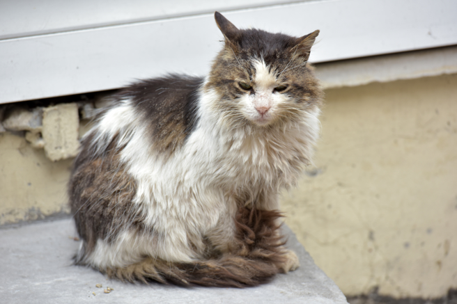 英国一对夫妻的爱猫走丢，没想到2年后奇蹟找回，饲主表示，猫咪认出他们后还哭了。(示意图/达志影像)