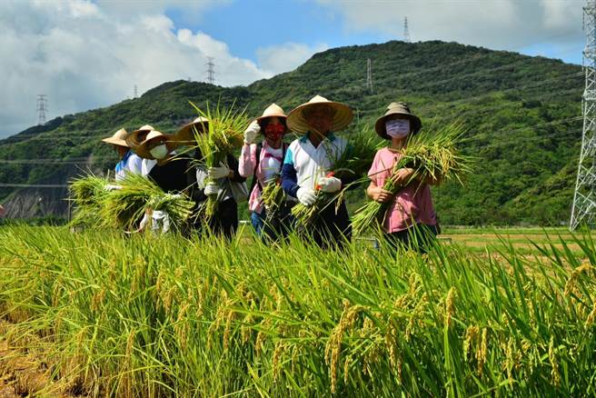 近年屏东车城乡四重溪休閒农业区积极推广在地温泉米，为此，第2届「温泉米的故乡－稻町来呷饭」将于27日在四重溪可以居民宿登场。（屏县府提供／谢佳潾屏东传真）