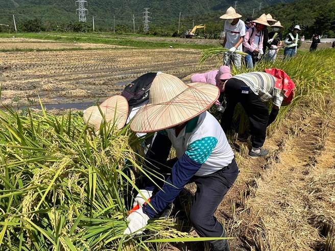 近年屏东车城乡四重溪休閒农业区积极推广在地温泉米，为此，第2届「温泉米的故乡－稻町来呷饭」将于27日在四重溪可以居民宿登场。（屏县府提供／谢佳潾屏东传真）