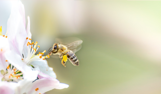 一名男子下班骑摩托车回家因为太累便打个呵欠，突然感觉有异物在嘴巴内， 旋即感觉到上颚有刺痛感，徒手掏出来一看是只小蜜蜂。（本报资料照）