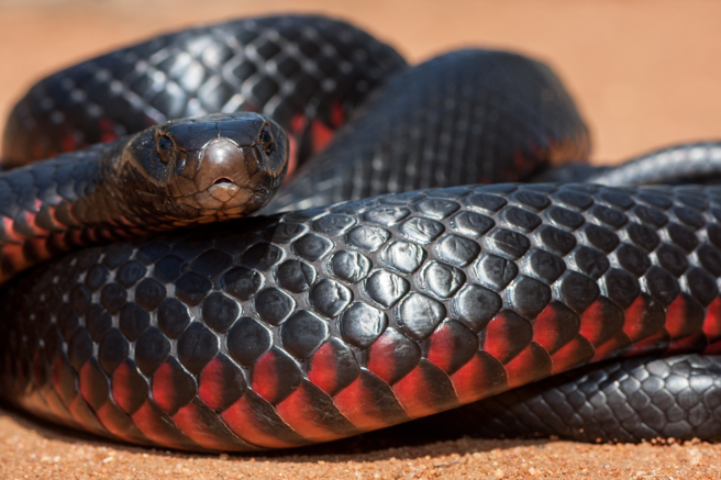 澳洲一名老翁露營時遇到毒蛇，為了避免被蛇咬，他淡定地坐在露營椅上，畫面讓網友直呼厲害。(示意圖/達志影像)