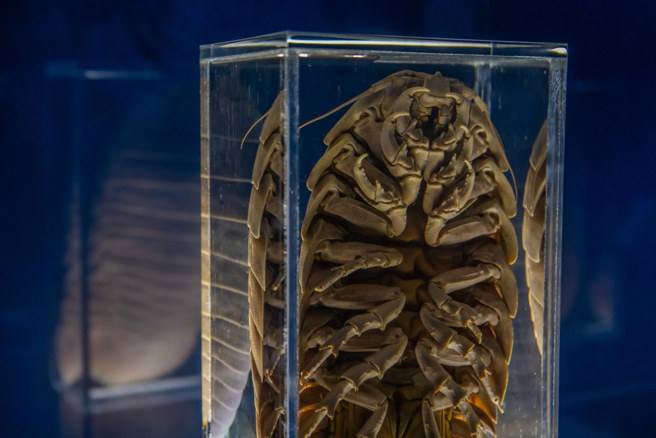 大王具足虫拉麵爆红，科博馆揭生物习性，让网友全吓歪。（图／shutterstock）