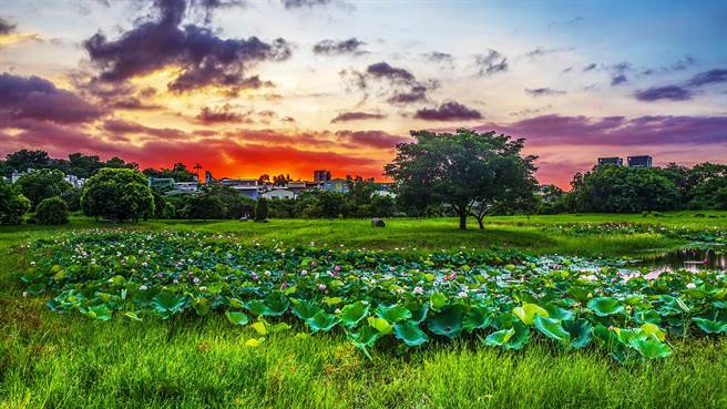 竹东河滨公园只有1座荷花池有水，另2座杂草丛生。（罗浚滨摄）