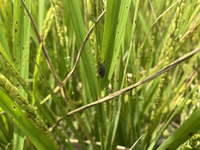 关山有机稻米区去年爆发黑椿象虫害，台东农改场引进生物防治，估计9成以上的黑椿象已死亡，今年一期稻作能够恢復产量。（蔡旻妤摄）
