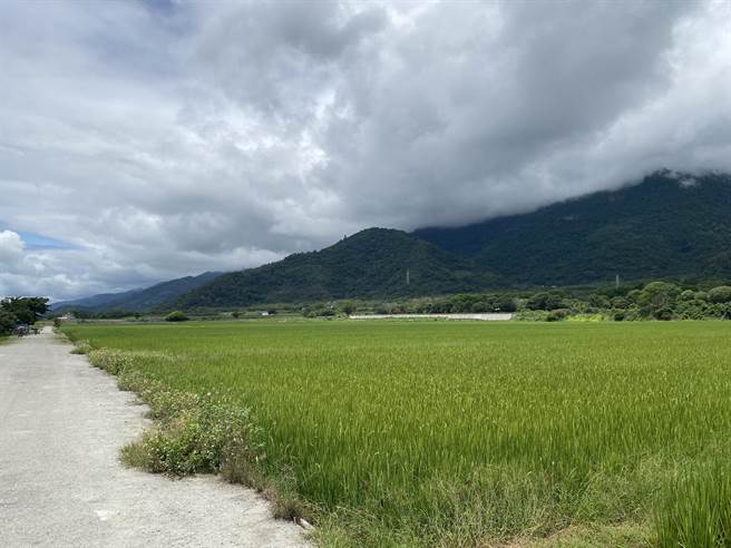 关山有机稻米区去年爆发黑椿象虫害，台东农改场引进生物防治，估计9成以上的黑椿象已死亡，今年一期稻作能够恢復产量。（蔡旻妤摄）