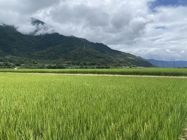 关山有机稻米区去年爆发黑椿象虫害，台东农改场引进生物防治，估计9成以上的黑椿象已死亡，今年一期稻作能够恢復产量。（蔡旻妤摄）