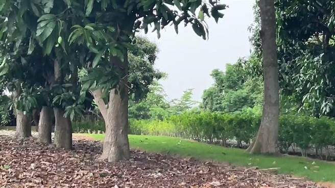 正新创办人罗结辞世后葬于其家族墓，该墓园绿意盎然。（民眾提供／孙英哲彰化传真）