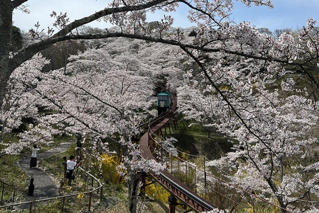 船岡城址公園爬坡車穿梭櫻花隧道景象如詩如畫。　圖：向日遊顧問有限公司／來源