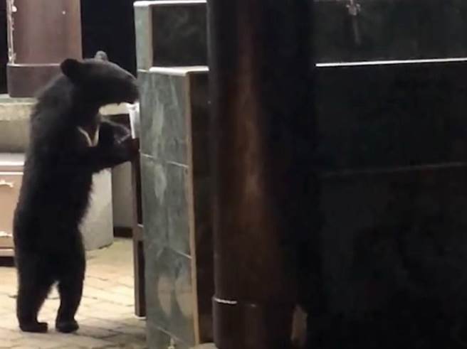 黑熊出没向阳营地炊事亭觅食，兽医初判为1岁的亚成熊。（台东林管处提供／萧嘉蕙台东传真）