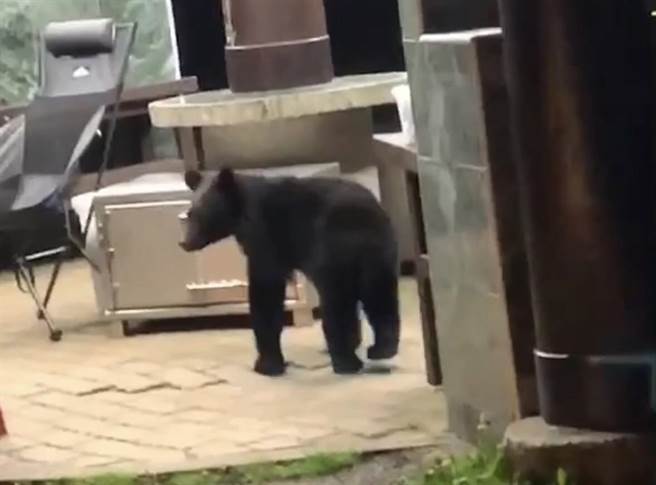 台东林管处即日起暂停受理向阳营地申请，避免人熊遭遇及干扰黑熊取食习惯，已申请住宿之山友将全额退费。（台东林管处提供／萧嘉蕙台东传真）