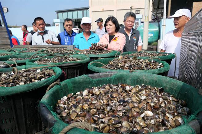 云林县文蛤死亡灾情持续扩大，渔民採收不到1成血本无归。（张朝欣摄）