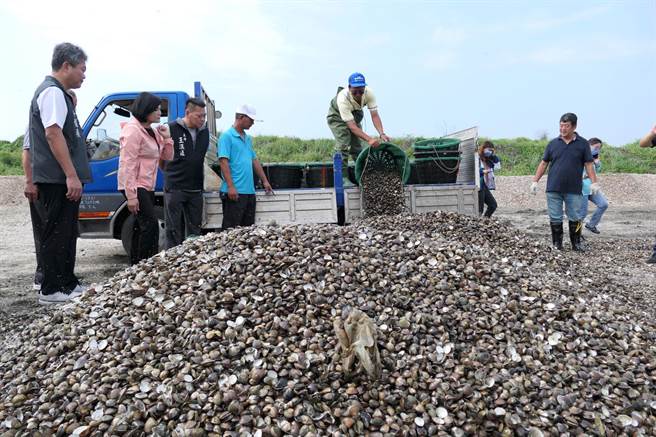 云林县口湖乡文蛤大量死亡，文蛤壳堆积如山。（张朝欣摄）