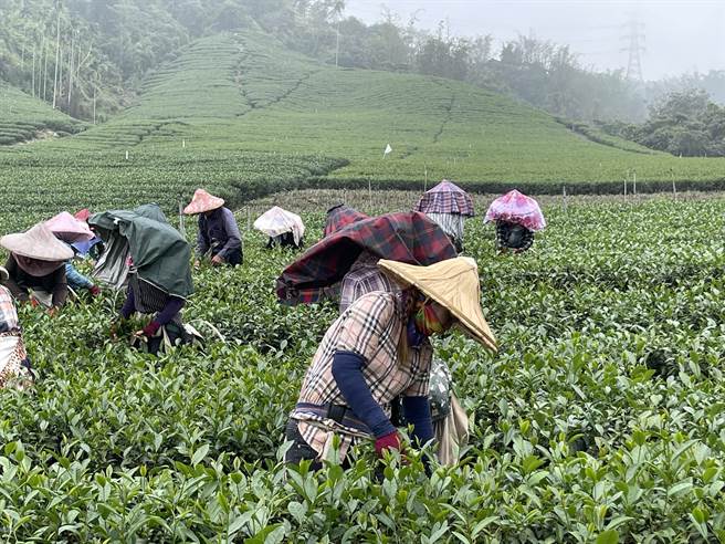 南投县栽种面积最大的作为是茶叶，2020年起不再出口到对岸，造成茶叶囤货上万吨，曾到欧美、东南亚推展但成效不彰，农民期待两岸恢復交流。（杨静茹摄）